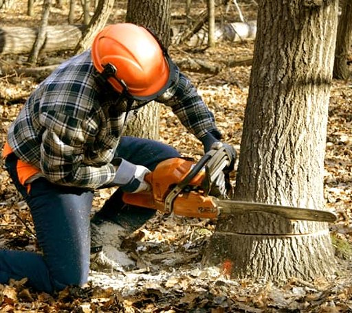 Tree Removal in Wheelwright, MA